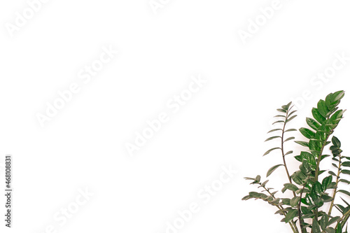 Zamioculcas on the right side of the white background.