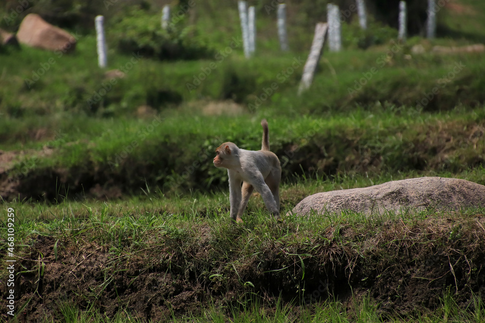 Male rhesus macaque monkey standing in rice fields in South India