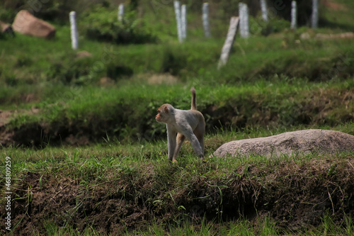 Male rhesus macaque monkey standing in rice fields in South India © Irfan Quader