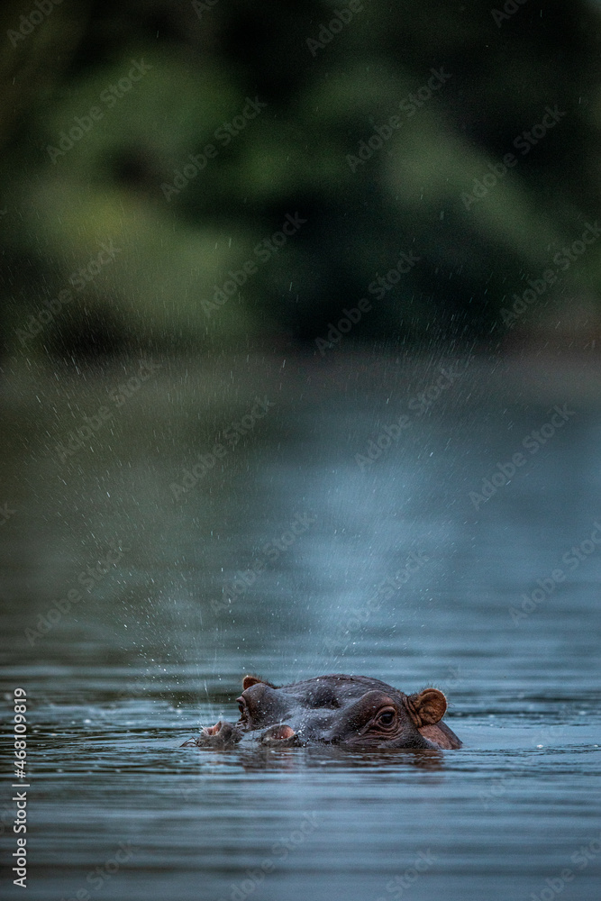 Fototapeta premium Hippopotamus