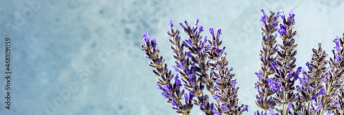 Lavender panorama with copy space. Lavandula plants panoramic header with a place for text
