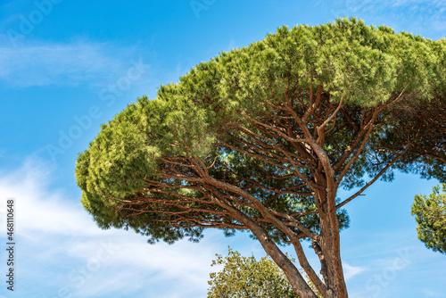 Close-up of a maritime pine on a clear blue sky. Coast of the mediterranean sea  Ostia antica  Rome  Italy  Europe.