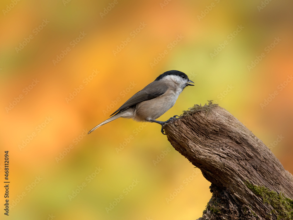Marsh Tit (Poecile palustris) perching on a tree stump against diffused autumnal background - Surrey, UK in November Marsh Tit (Poecile palustris) perching on a tree stump against diffused autumnal background - Surrey, UK in November