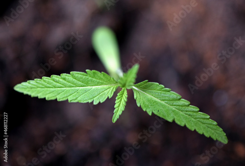 A plant of cannabis from seed.
