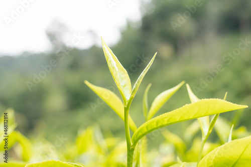 Top tea leaves, natural products, are ingredients in making beverages. Selected fresh tea leaves in tea plantations
