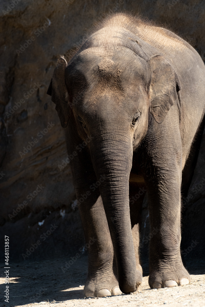 Fototapeta premium ゾウ