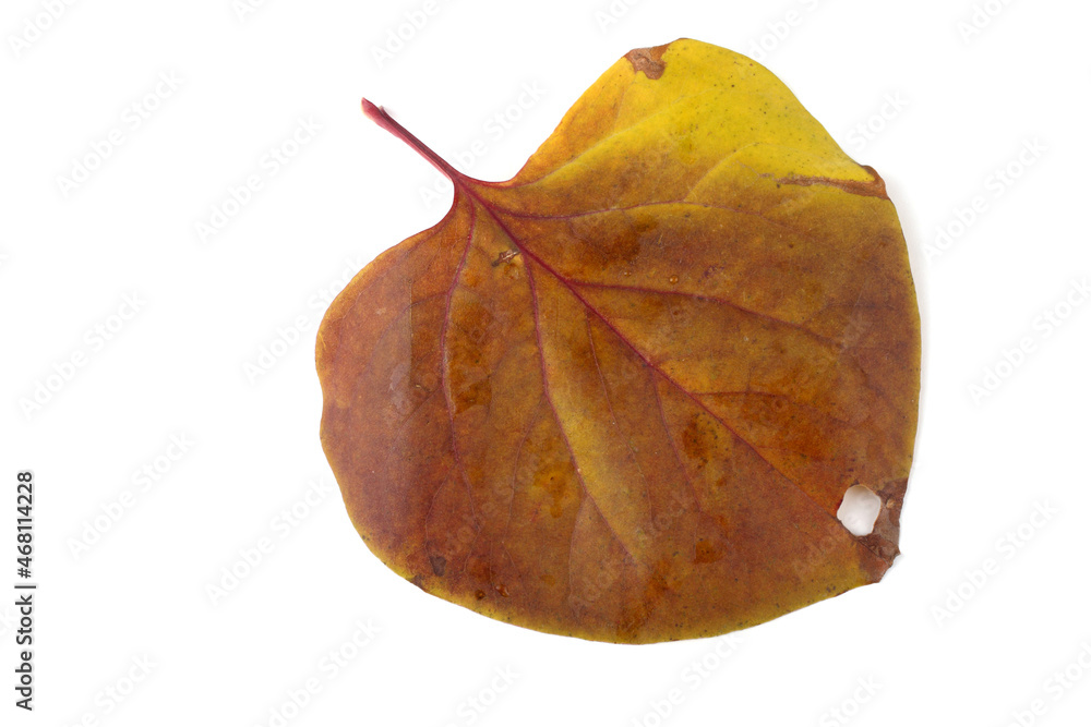 Naklejka premium Autumn lilac leaf