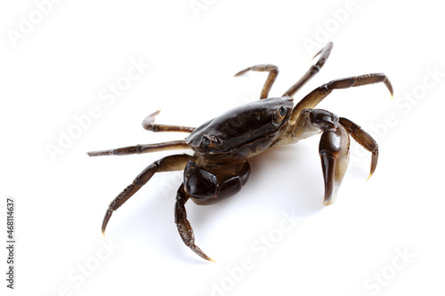 Far eastern little crab