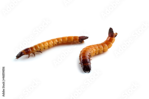 Wireworms isolated on white