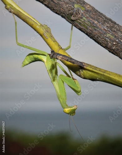 praying mantis in nature background