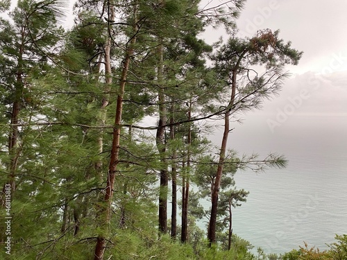 Beautiful view of the Black Sea on an autumn day. Pine trees, sea. View from the garden of Stalin's dacha in Abkhazia. 