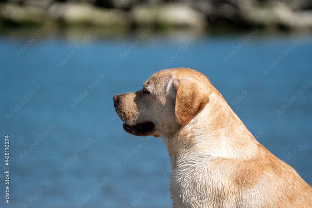 Labrador golden retriever on the beach Labrador golden retriever on the beach