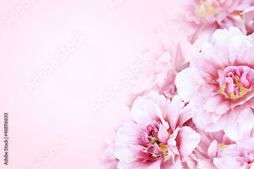 Spring blossoming tulips background, springtime bright flowers, pastel and soft floral card, selective focus, shallow DOF, toned © ulada