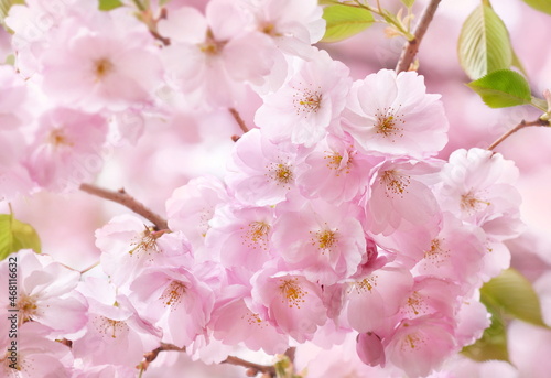 Spring blossom  springtime pink flowers bloom  pastel and soft floral card  selective focus  shallow DOF  toned