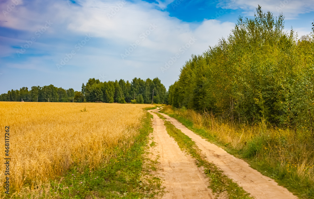 A field with oats and a country road on the background of an island of forest and blue sky in summer