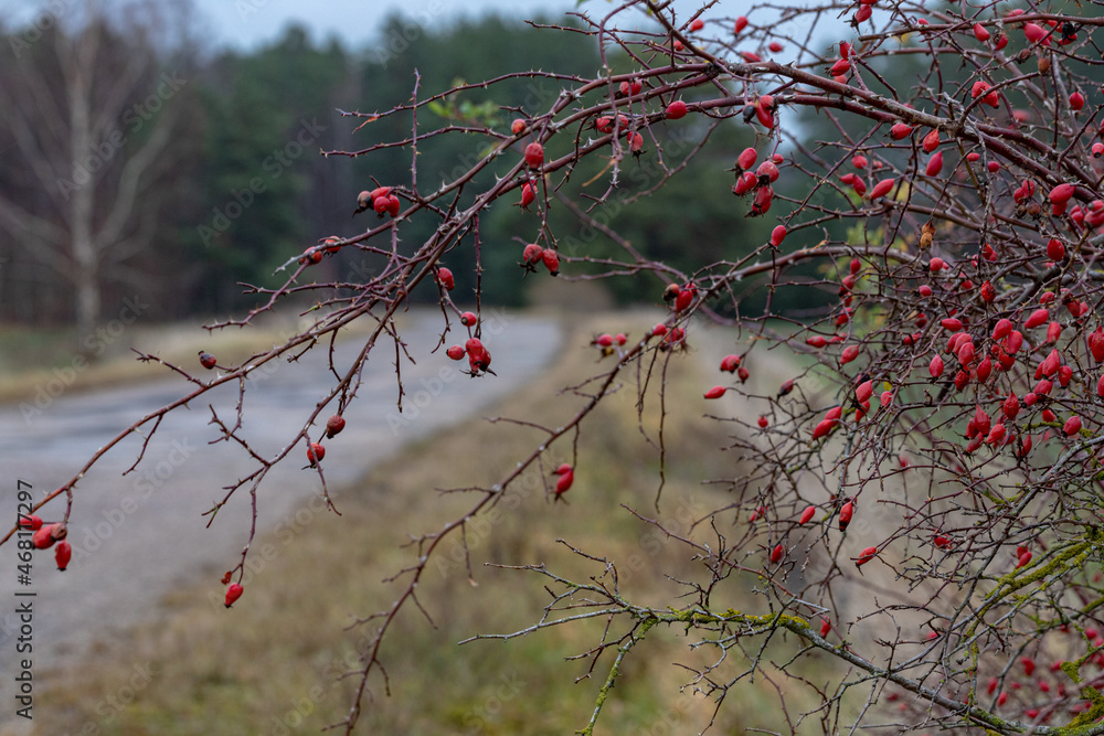 Rosehip bush growing near the road. red ripe dog rose Rosa canina fruits. Rosehip bush growing near the road. red ripe dog rose Rosa canina fruits.