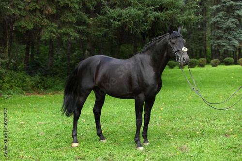 Dressage sportive horse portrait in green forest glade background