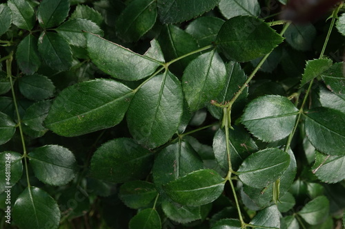 Wallpaper Mural 葉 Torontodigital.ca