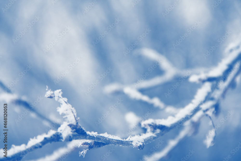 Obraz premium Hoarfrost in tree branch