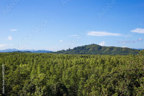 Green mangroves forest with mountains and blue sky with white clouds in summer sunny day as a natural background.