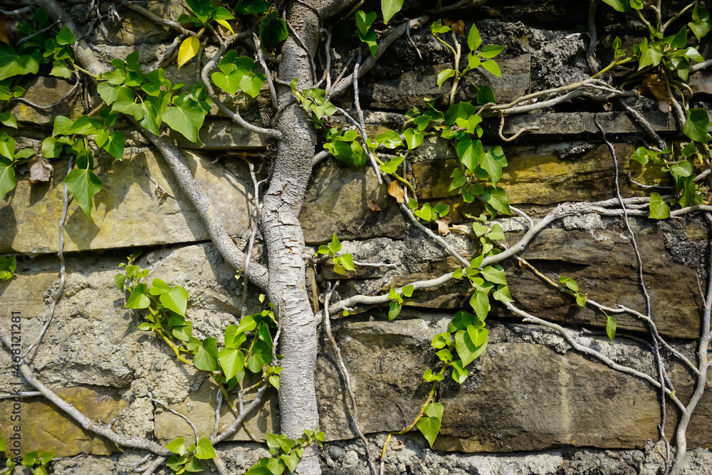 Plants fill the brick wall, background Plants fill the brick wall, background