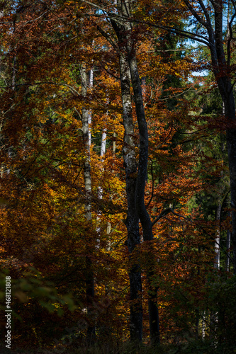 Autumm thebright colors in the forest