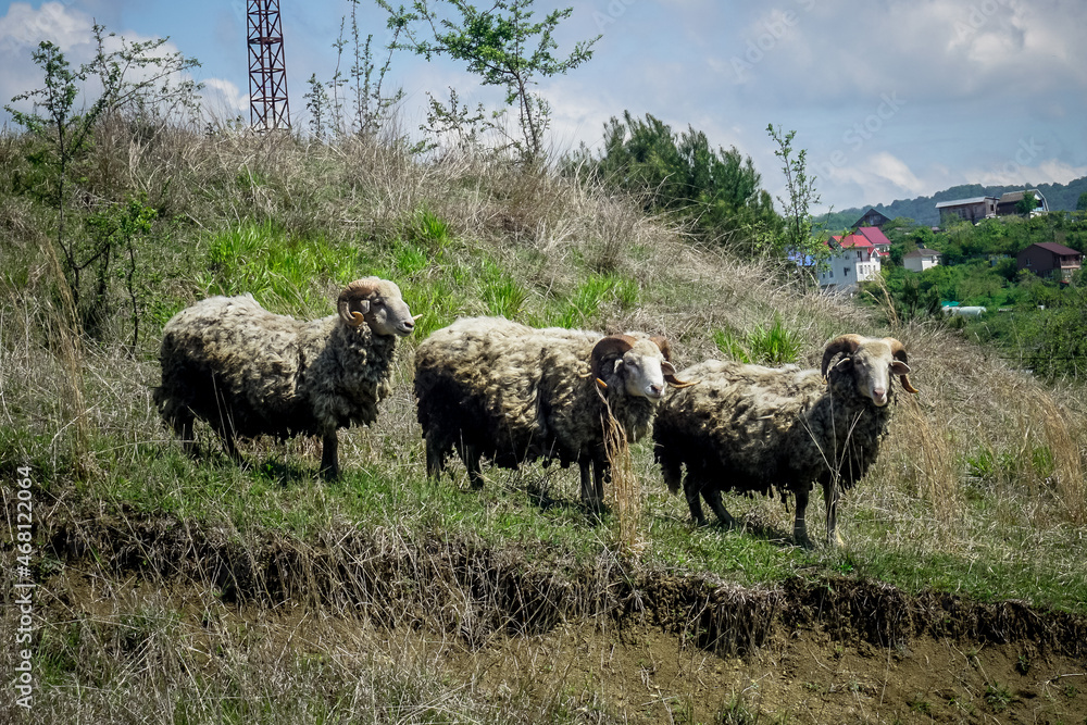 Obraz premium Three rams stand in the meadow
