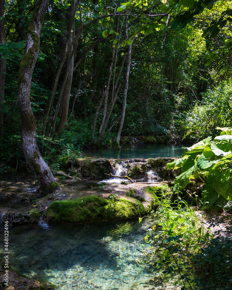 stream in the forest stream in the forest