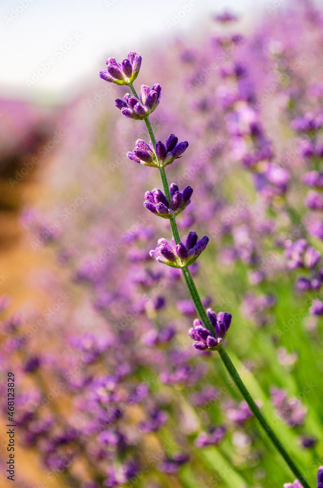 Close up of Purple Lavender flowers in Lavender Field during Summer at Countryside in Transylvania.
Close up of Purple Lavender flowers in Lavender Field during Summer at Countryside in Transylvania.