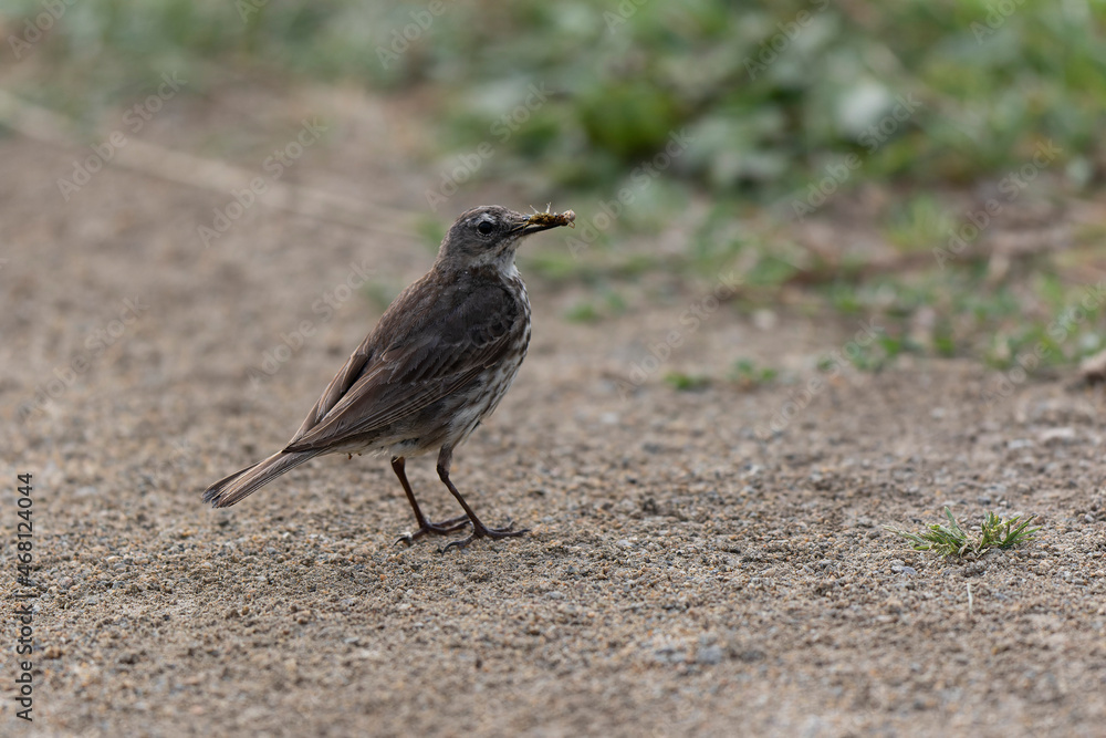 European Rock Pipit Anthus petrosus sitting and feeding on Brittany Coast