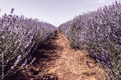 Purple Lavender Shrub Field during Summer at Countryside in Transylvania. Colorful Summer.