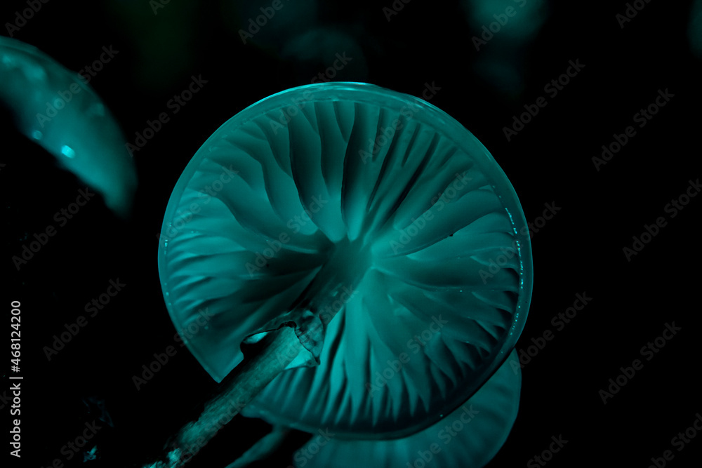 neon mushroom in the forest neon mushroom in the forest