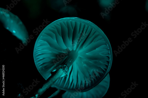 neon mushroom in the forest