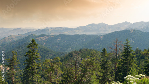 Woodland at sunrise. Panoramic view of pine forests and hills