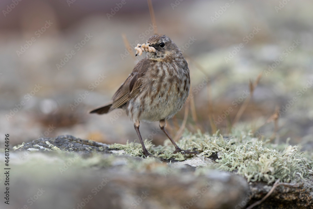 European Rock Pipit Anthus petrosus sitting and feeding on Brittany Coast European Rock Pipit Anthus petrosus sitting and feeding on Brittany Coast