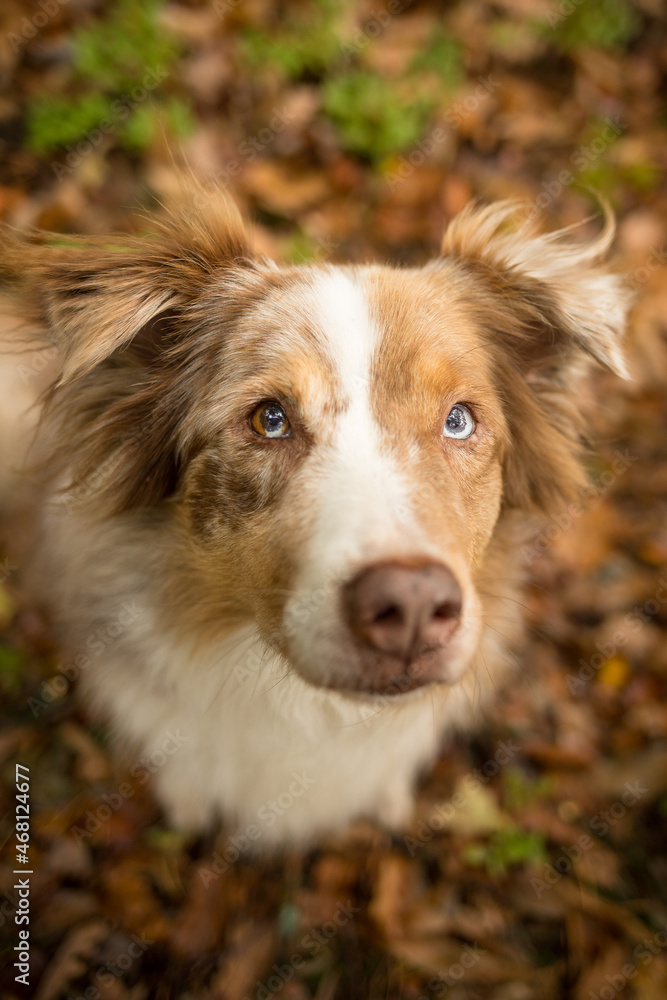 Australian shepherd in atumen