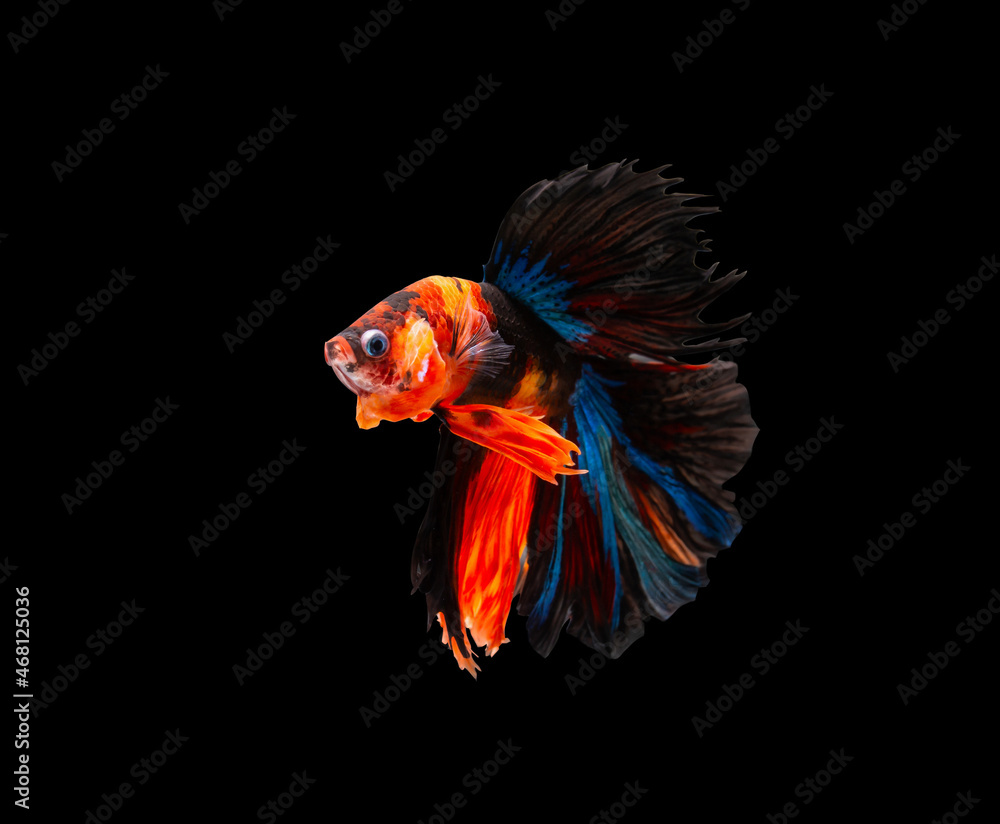 Fototapeta premium Siamese fighting fish (Halfmoon betta )isolated on black background. with clipping path. 
