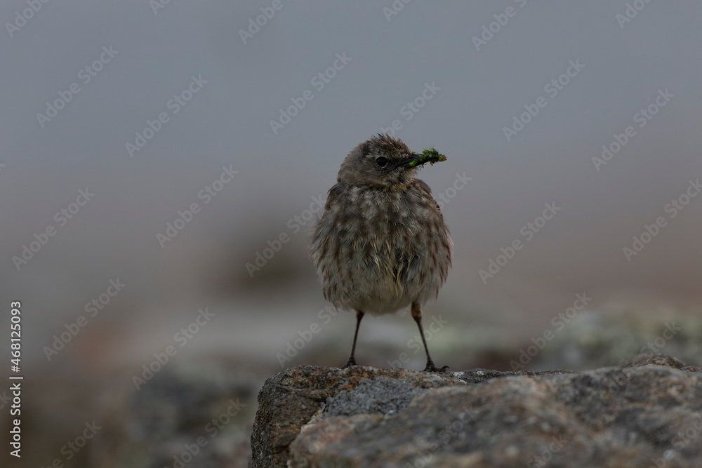 European Rock Pipit Anthus petrosus sitting and feeding on Brittany Coast European Rock Pipit Anthus petrosus sitting and feeding on Brittany Coast