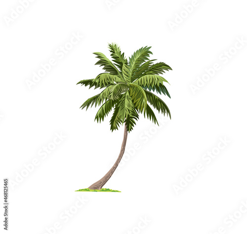 palm tree vector illustration isolated on white
