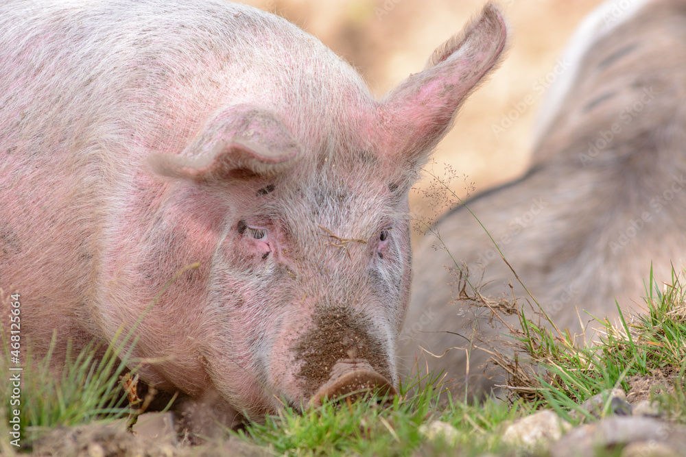 Domestic pig feeding in the dirt in an outdoor breeding farm.
