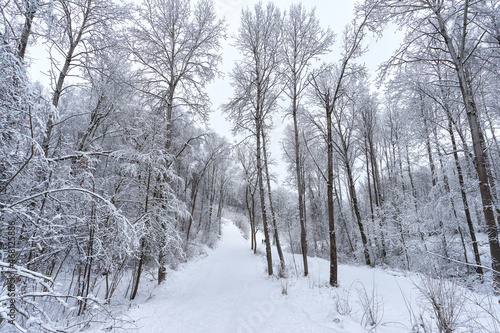 Road in a snowy russian forest © vladimirzhoga