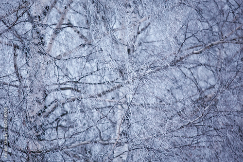 winter branches gloomy day snow background texture december nature snowfall in the forest