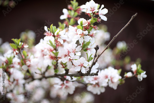 Cherry blossom (Far eastern, Nanking cherry)
