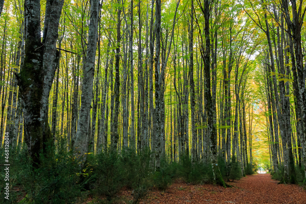 Path through tall beech forest forming a tunnel in Autumn Path through tall beech forest forming a tunnel in Autumn