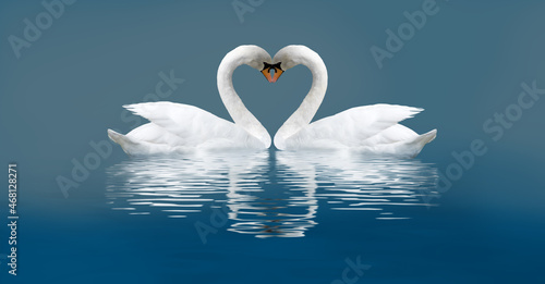 Fototapeta Naklejka Na Ścianę i Meble -  two swans on a blue background