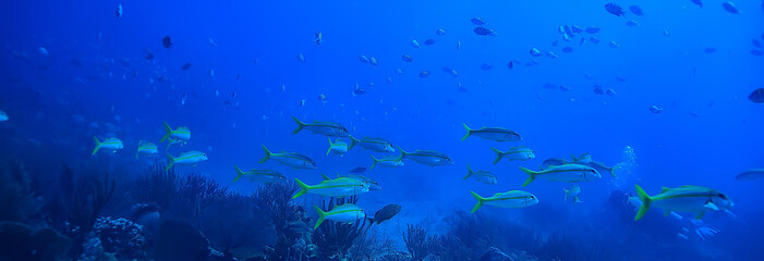 school of fish underwater photo, Gulf of Mexico, Cancun, bio fishing resources