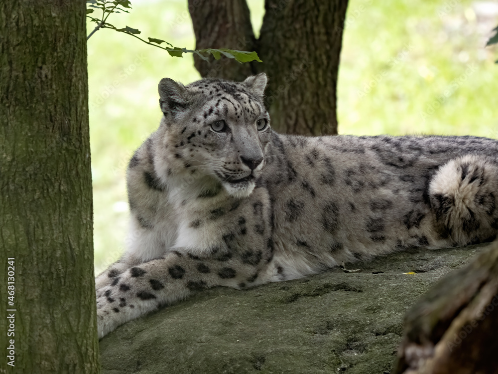 Naklejka premium Portrait of a female Snow Leopard, Panthera uncia,