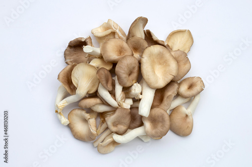 Fresh oyster mushroom on white background.