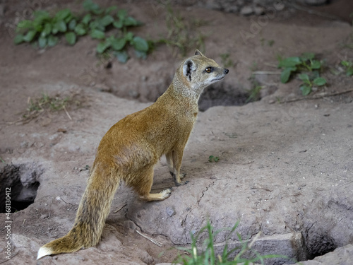 Yellow mongoose, Cynictis penicillata, looking for food photo