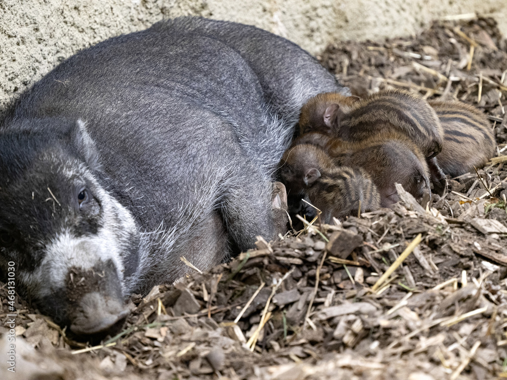 Female Visayan warty pig, Sus cebifrons negrinus, with newborn pups Female Visayan warty pig, Sus cebifrons negrinus, with newborn pups